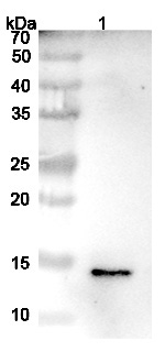 InVivoMAb Anti-Human IGF2 (Iv0064) binds to Recombinant Human IGF2 Protein, N-His-GB1 in WB Assay
