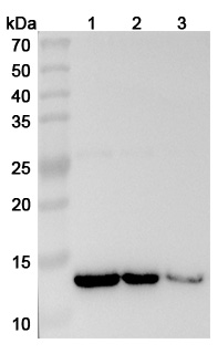 InVivoMAb Anti-Human IL13 (Iv0027) binds to Mouse IL13 recombinant protein in WB Assay