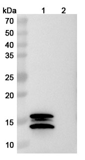 InVivoMAb Anti-Human IL2 (Iv0020) binds to Human IL2 recombinant protein in WB Assay