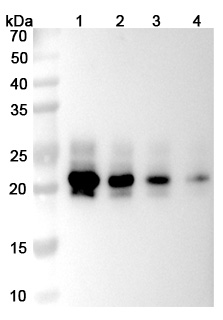 InVivoMAb Anti-Human IL6 (Iv0022) binds to IL6, C-His, recombinant protein in WB Assay