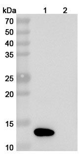 InVivoMAb Anti-Human IL8/CXCL8 (Iv0023) binds to IL8 / CXCL8, C-His, recombinant protein in WB Assay