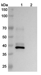 InVivoMAb Anti-Human NGF/Beta-NGF (Iv0066) binds to Human Beta-nerve growth factor recombinant protein in WB Assay