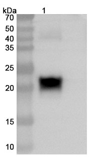 InVivoMAb Anti-Human PTP4A3/PRL3 Antibody (Iv0170) binds to Human PTP4A3/PRL3 Recombinant Protein, N-His in WB Assay