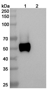 InVivoMAb Anti-Human RAGE/AGER Antibody (4E5#) binds to Human RAGE/AGER Recombinant Protein, C-Fc in WB Assay