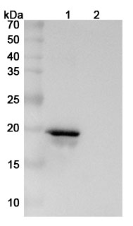 InVivoMAb Anti-Human SNCA Antibody (Iv0173) binds to Alpha-synuclein(SNCA) in WB Assay