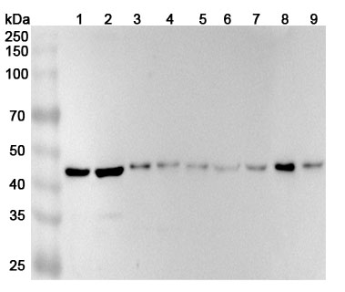 InVivoMAb Anti-Human TSG101 Antibody (ABV0167)