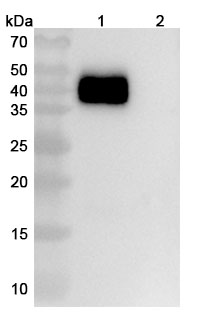 InVivoMAb Anti-Mouse PD-L1 & CD3e Bispecific Antibody (Iv0242) in WB Assay