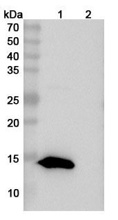 InVivoMAb Anti-Mouse TIGIT Antibody (10A7) binds to Mouse TIGIT recombinant protein in WB Assay