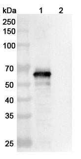 InVivoMAb Anti-SARS-CoV-2 S2 Protein Antibody (CC40.8) binds to Recombinant SARS-CoV-2 RBD (B.1.1.523) Protein, C-His in WB Assay