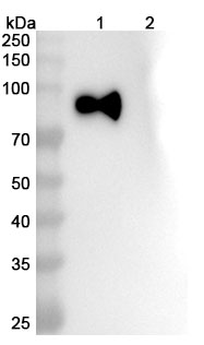 InVivoMAb Anti-SARS-CoV-2 S2/Spike glycoprotein 2 Antibody (28D9) binds to Recombinant SARS-CoV-2 RBD (B.1.1.523) Protein, C-His in WB Assay