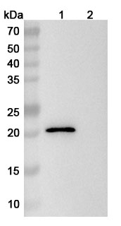 InVivoMAb Mouse Anti-Mouse CD16/CD32 (Iv0016) in WB Assay