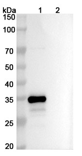 Ispectamab Biosimilar - Anti-TNFRSF17 mAb - Research Grade in WB Assay
