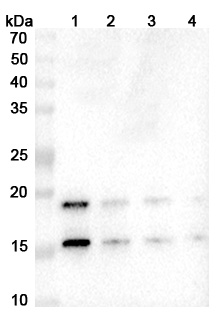 Ixekizumab Biosimilar - Anti-IL17A mAb - Research Grade binds to Recombinant Mouse IL17A Protein, N-His in WB Assay