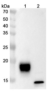 Research Grade Lancastotug in WB Assay