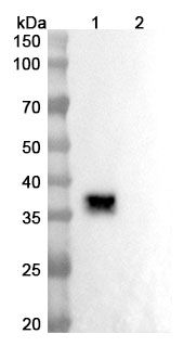 Lesabelimab Biosimilar - Anti-CD274 mAb - Research Grade binds to Human CD274 recombinant protein in WB Assay