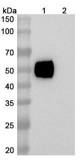 Lumistobart Biosimilar - Research Grade in WB Assay