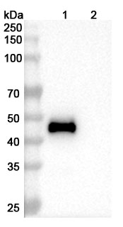 Mapatumumab Biosimilar - Anti-CD261;TNFRSF10A mAb - Research Grade in WB Assay