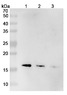 Mepolizumab Biosimilar - Anti-IL5 mAb - Research Grade binds to Recombinant Human IL5 Protein, N-His in WB Assay