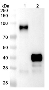 Mipletamig Biosimilar - Research Grade in WB Assay