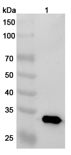 Research Grade Oberotatug in WB Assay