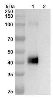 Research Grade Obertamig in WB Assay