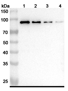 Obiltoxaximab Biosimilar - Anti-Anthrax protective antigen mAb - Research Grade in WB Assay