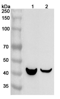 ORM1 / a1AGP Polyclonal Antibody  in WB Assay