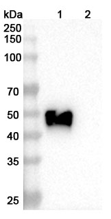 Oxelumab Biosimilar - Anti-CD252;TNFSF4;OX40L mAb - Research Grade in WB Assay