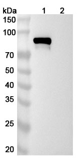 Pabinafusp Alfa Biosimilar - Anti-CD71;TFRC and IDS;Idursulfase mAb - Research Grade in WB Assay