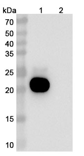Pacibekitug Biosimilar - Research Grade in WB Assay
