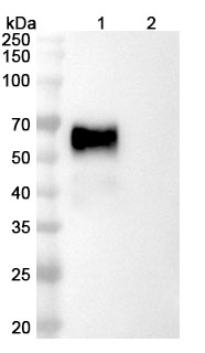 Pegrizeprument Biosimilar - Research Grade binds to Recombinant Mouse CD28 Protein, N-His-SUMO in WB Assay