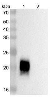 Porustobart Biosimilar - Anti-CD152 mAb - Research Grade binds to Mouse CD152 recombinant protein in WB Assay
