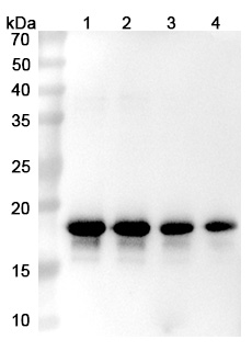 Prasinezumab Biosimilar - Anti-SNCA mAb - Research Grade in WB Assay