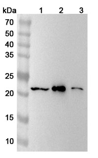 Recombinant Human RPS7 Protein, N-His in WB Assay