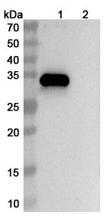 Research Grade Anti-Human CD38 & BCMA & CD3 Antibody (ISB2001) in WB Assay