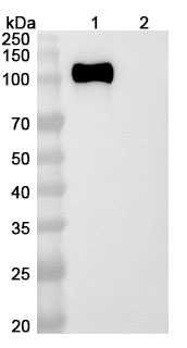 Rosopatamab Biosimilar - Anti-FOLH1 mAb - Research Grade binds to Mouse FOLH1 Recombinant Protein, N-His in WB Assay
