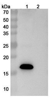 Research Grade Sabirnetug in WB Assay