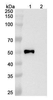 Semzuvolimab Biosimilar - Anti-CD4 mAb - Research Grade binds to Human CD4 Recombinant Protein, N-His in WB Assay