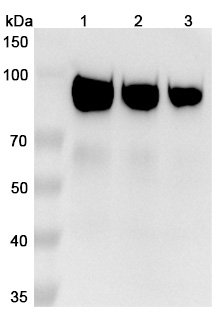 Sibrotuzumab Biosimilar - Anti-FAP;FAPalpha mAb - Research Grade binds to Human FAP Recombinant Protein, C-His in WB Assay