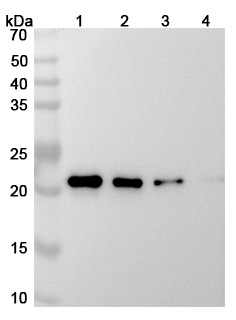 Siltuximab Biosimilar - Anti-IL6 mAb - Research Grade binds to IL6, C-His, recombinant protein in WB Assay