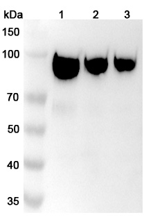 Simlukafusp alfa Biosimilar - Anti-FAP;FAPalpha and IL2V mAb - Research Grade binds to Human FAP Recombinant Protein, C-His in WB Assay