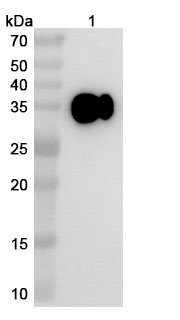 Simridarlimab Biosimilar - Anti-PDL1 & MER6 mAb - Research Grade in WB Assay