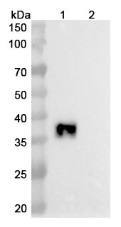 Research Grade Sotiburafusp Alfa in WB Assay