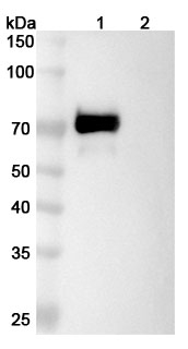 Tacatuzumab Biosimilar - Anti-AFP;Alpha-fetoprotein mAb - Research Grade in WB Assay