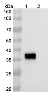 Tagitanlimab Biosimilar - Anti-PDL1 mAb - Research Grade in WB Assay