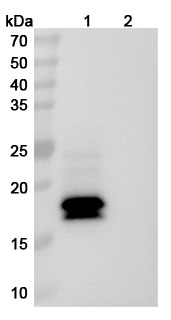 Talquetamab Biosimilar - Anti-GPRC5D and CD3E mAb - Research Grade in WB Assay