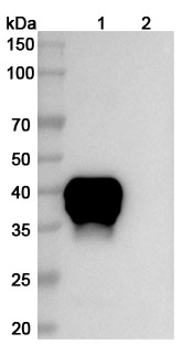 Teclistamab Biosimilar - Anti-CD269;BCMA and CD3E mAb - Research Grade in WB Assay