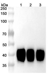 Tisotumab Biosimilar - Anti-F3 ; CD142 mAb - Research Grade in WB Assay