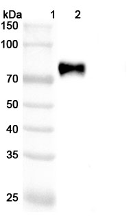 Vadastuximab Biosimilar - Anti-CD33 mAb - Research Grade in WB Assay
