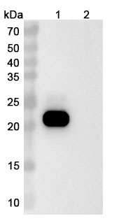 Research Grade Vamikibart in WB Assay